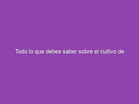 Todo Lo Que Debes Saber Sobre El Cultivo De Mel N La Planta Perfecta