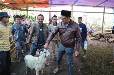 Penjualan Sapi Dan Domba Naik Puluhan Persen Animo Masyarakat Garut