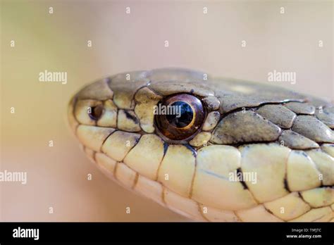 Snake eyes close up. Reptile with scales macro view. Garter snake in ...