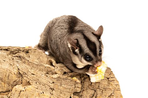 Can Sugar Gliders eat Corn? - Hutch Happiness