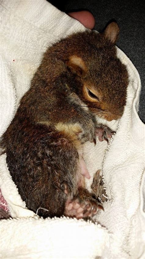 A Wildlife Rescue Gone Wrong Left A Squirrel Named Soryn Unable To Walk