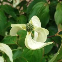 Cornus kousa Laura Cornouiller du Japon au port léger à feuillage