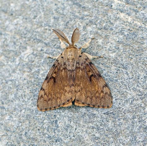 Gypsy Moth Somerset Moths