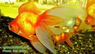 Ornamental fish and Aquarium | BdFISH Feature