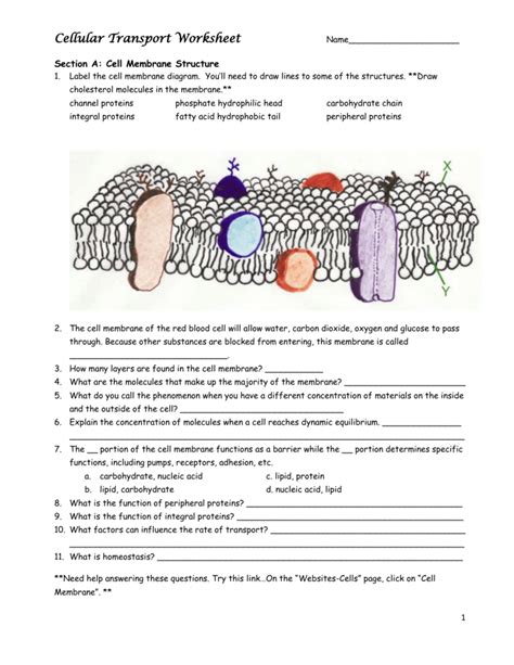 Cell Defense The Plasma Membrane Worksheet