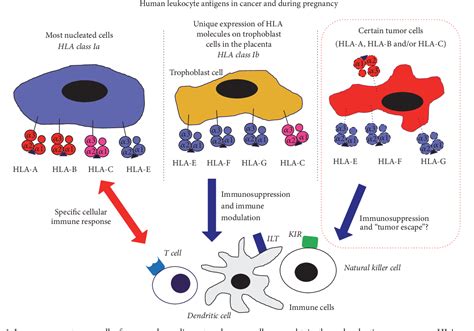 Figure From The Pathophysiological Impact Of Hla Class Ia And Hla G