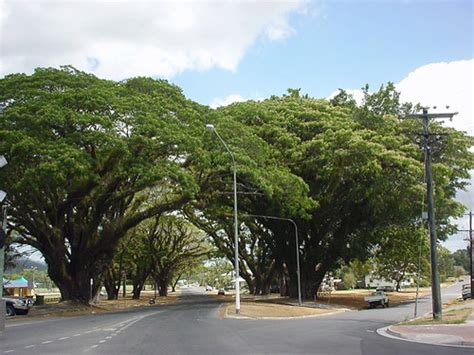 Australia Daintree Port Douglas Halans Flickr