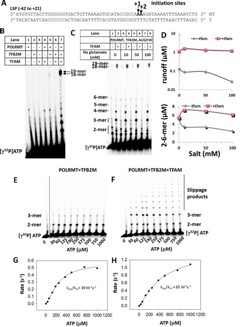 Human Mitochondrial Transcription Factors Tfam And Tfb M Work