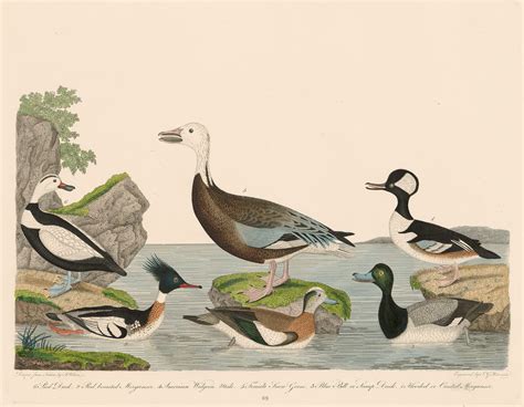 Wilson Pl. 69 Hooded or Crested Merganser; Red-breasted Merganser; Blue