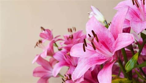 Lirio Rosa Como Cuidar - Lírio rosa como cuidar: dicas simples para flores sempre vibrantes