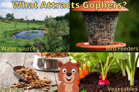 What Attracts Gophers To Your Yard What To Avoid Outlife Expert