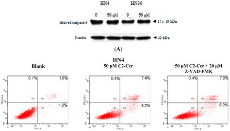 Ijms Free Full Text C2 Ceramide Induces Cell Death And Protective