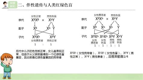 高中生物人教版 2019必修2《遗传与进化》第3节 伴性遗传课文内容ppt课件 教习网课件下载