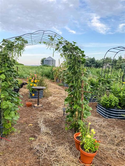 How To Build A Garden Arch Trellis Cattle Panel Archway Boots