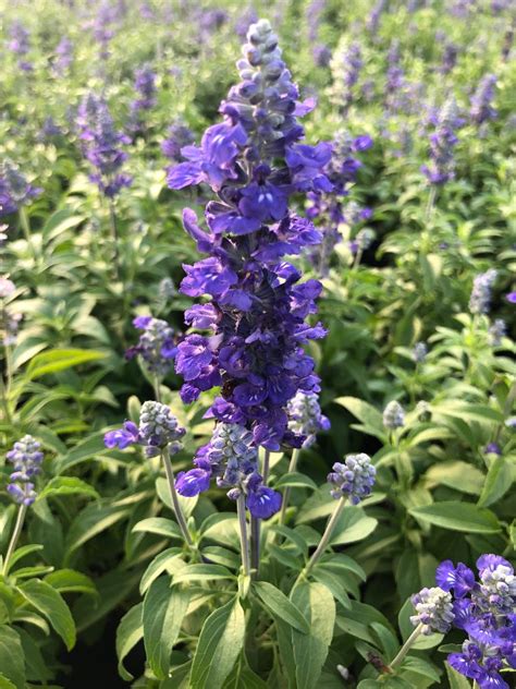 Salvia Farinacea-Victoria Blue | Bloom-Masters