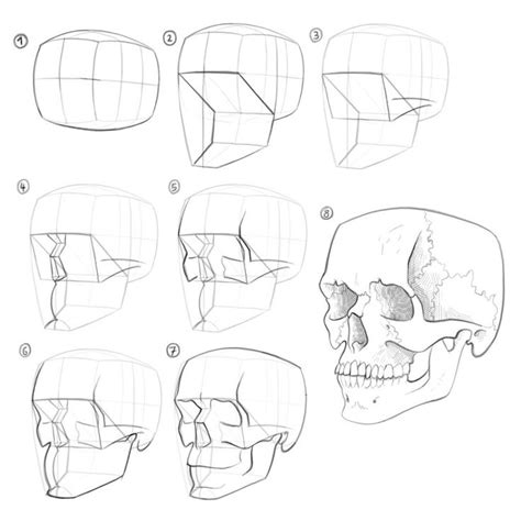 Sketches June 2021 Gregor Kari Skulls Drawing Skull Anatomy Human