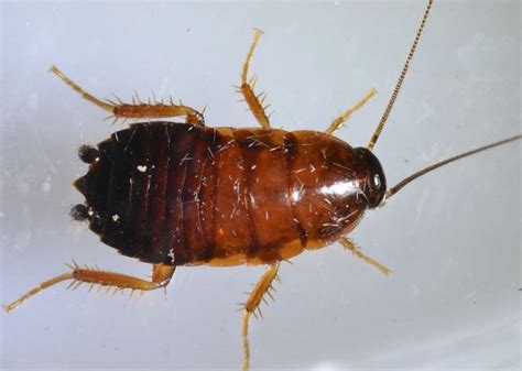 39 Types Of Roaches In Texas Pictures And Identification