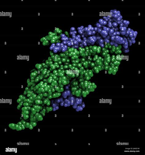 Human Chorionic Gonadotropin Hcg Glycoprotein Hormone Chemical