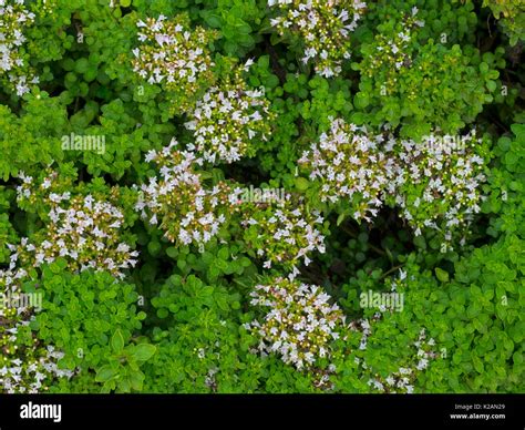 Compact Marjoram Origanum Vulgare Compactum In Kitchen Garden Stock