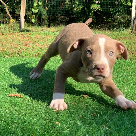 Red Nose Pitbull Puppy