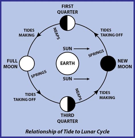 Lunar Phases And Tides