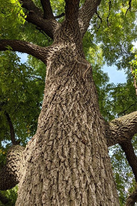 Black Walnut Rivendell Tree Farm