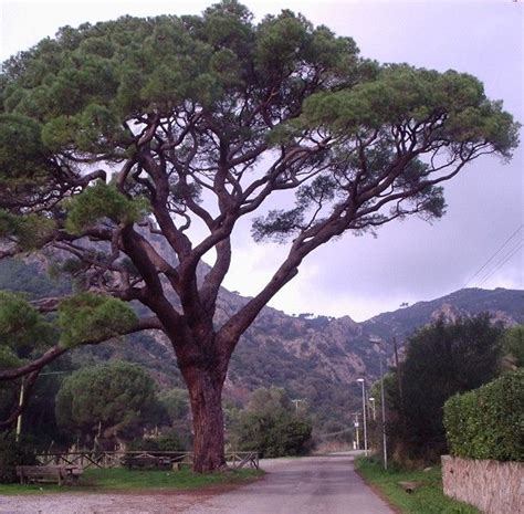 Buy Stone Pine Seeds Online - Rarexoticseeds