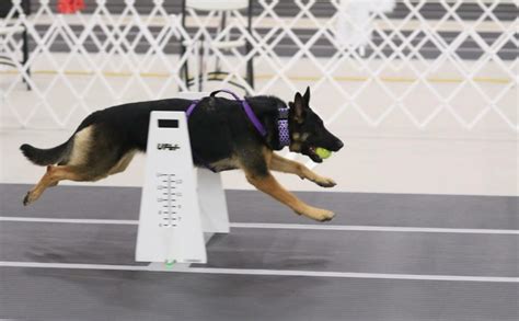 FLYBALL - Peoria Obedience Training Club Dogs