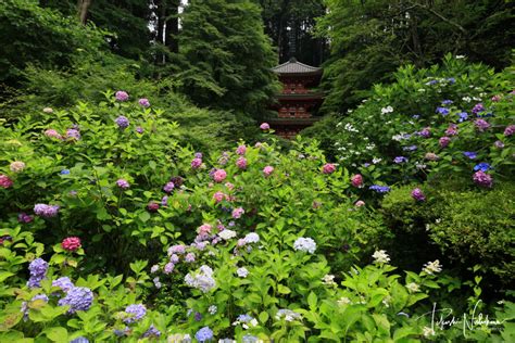 京都府木津川市の岩船寺の紫陽花 6月24日分3 1。 風景写真家・西川貴之の気まぐれブログ