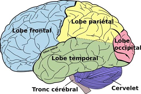 Définition Lobe frontal Futura Santé