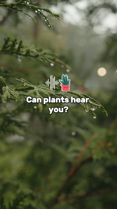 Can Plants Really Hear Us 🌱👂 Unveiling The Secrets Of Plant