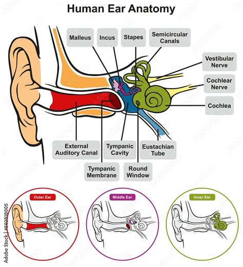 Human Ear Anatomy Infographic Diagram Structure Of Inner Middle And Outer Ear Parts Hearing