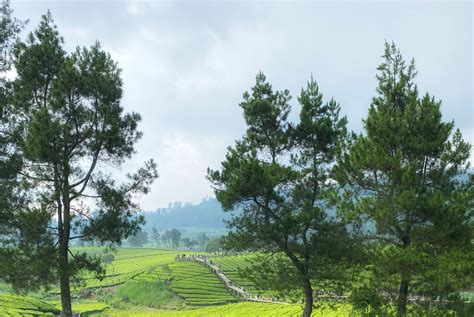 Paket Wisata Pangalengan Hari H M Dari Bandung Jakarta