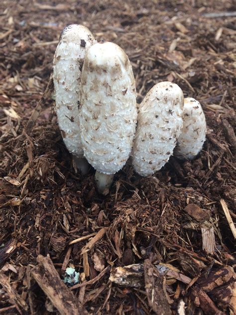 Coprinus Comatus Mushrooms Up Edible And Poisonous Species Of