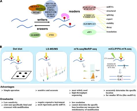 Frontiers The Roles Of Rna N6 Methyladenosine In Regulating Stem Cell