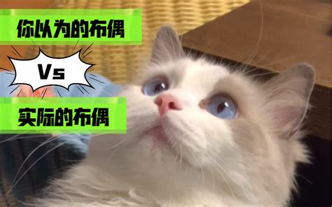 你以为的布偶猫vs实际的布偶猫哔哩哔哩bilibili