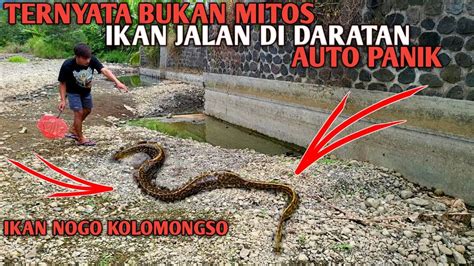 GEMETAR Temukan Ikan Nogo Kolomongso Ikan Langka Pertanda Akhir