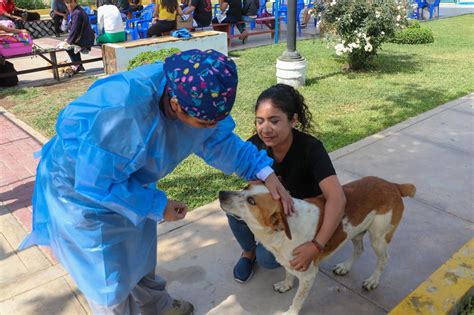 Municipio De Huaura Realiz Con Xito Campa A De Esterilizaci N De