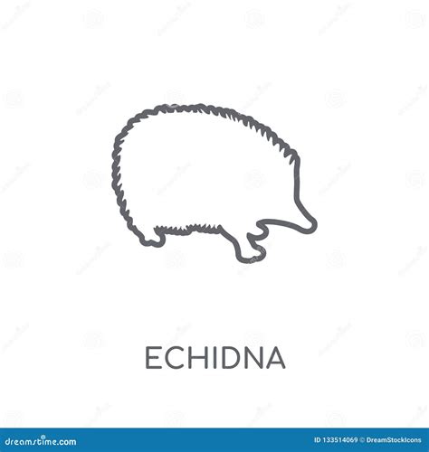 Echidna Tachyglossus Aculeatus Engraved, Hand Drawn Vector Illustration ...