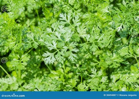 Coriander Coriandrum Sativum L Stock Image Image Of Tasty Flavor