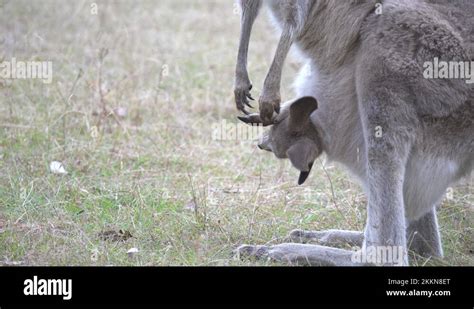 Close Up Side View Of A Kangaroo Joey In Its Mother S Pouch Stock Video Footage Alamy