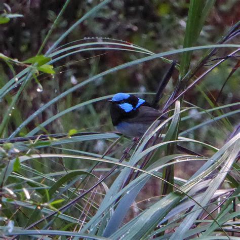 Superb Fairywren From Blackburn Lake Sanctuary Vic Australia On