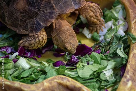 Tortuga Gigante Comiendo Lechuga En Un Aquario Con Un Precioso