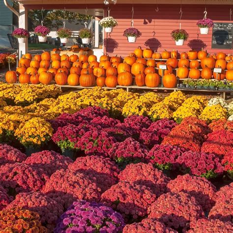 Fall Plantings for Spectacular Seasonal Color: Enhancing Your ...