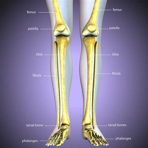 Illustration 3d Der Skeleton Beinknochenanatomie Stock Abbildung