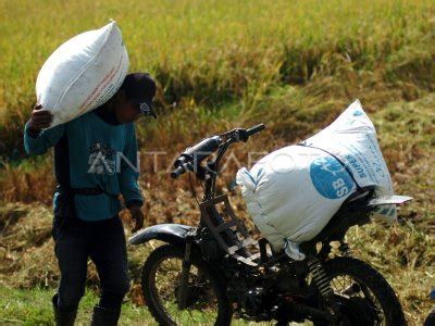 TARGET PRODUKSI BERAS ANTARA Foto