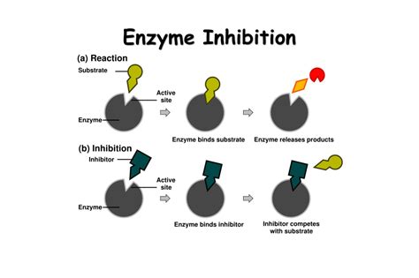 Captivating Facts About Enzyme Inhibition Facts Net