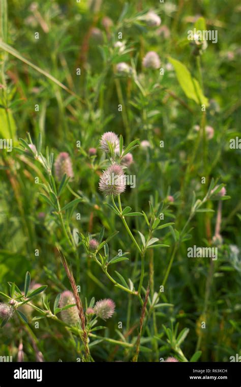 Trifolium arvense close up Stock Photo - Alamy