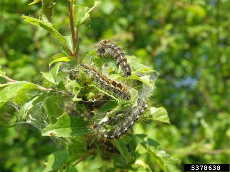 Browntail Moth Euproctis Chrysorrhoea Linnaeus