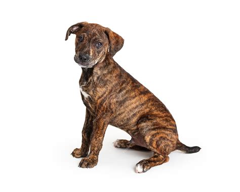 Premium Photo | Brindle Puppy Sitting Side Looking Forward